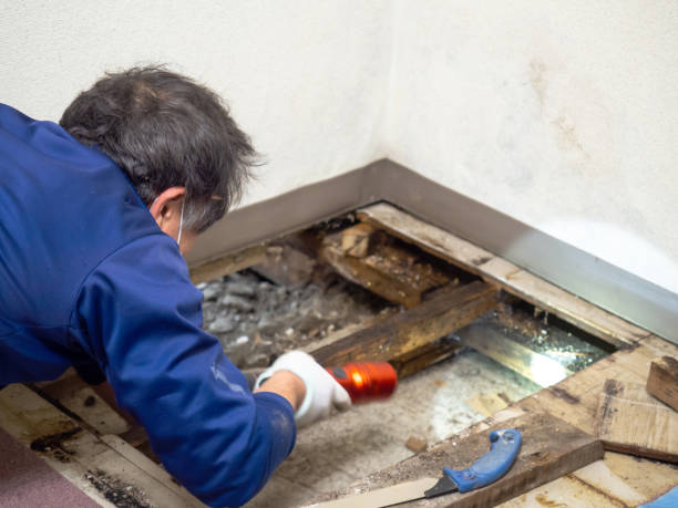 Best Mold Remediation  in Grand Bay, AL