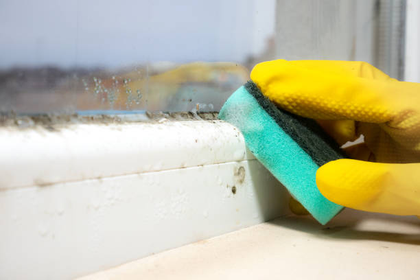 Best Crawl Space Mold Removal  in Grand Bay, AL